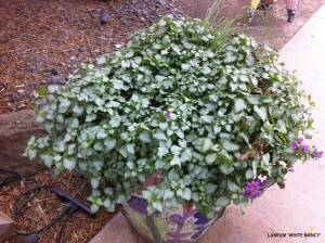 Lamium 'White Nancy'